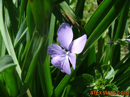 Viola cornuta